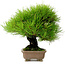 Pinus thunbergii, 22 cm, ± 30 años, del jardín de Taisho-En, con un nebari de 8 cm.