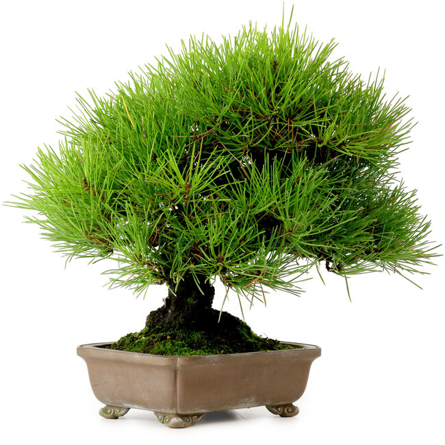 Pinus thunbergii, 22 cm, ± 30 jaar oud, uit de tuin van Taisho-En, met een nebari van 8 cm.