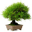 Pinus thunbergii, 22 cm, ± 30 jaar oud, uit de tuin van Taisho-En, met een nebari van 8 cm.