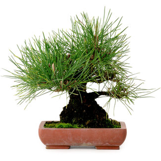 Pinus thunbergii, 21 cm, ± 25 jaar oud