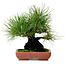 Pinus thunbergii, 21 cm, ± 25 jaar oud, met een nebari van 11 cm.