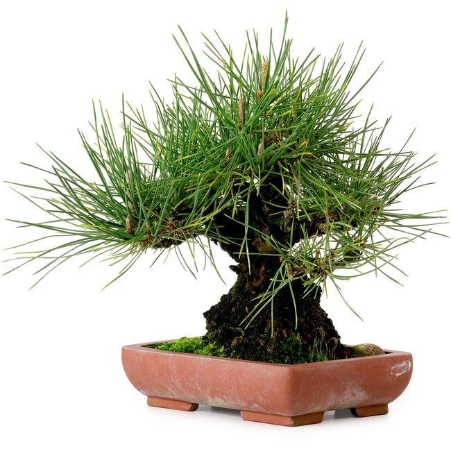 Pinus thunbergii, 21 cm, ± 25 años, con un nebari de 11 cm.