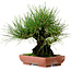 Pinus thunbergii, 21 cm, ± 25 ans, avec un nebari de 11 cm