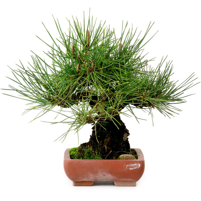 Pinus thunbergii, 21 cm, ca. 25 Jahre alt, mit einem Wurzelhals von 11 cm