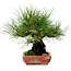 Pinus thunbergii, 21 cm, ± 25 años, con un nebari de 11 cm.