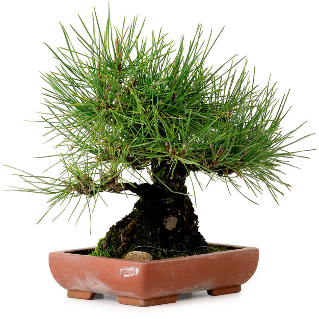 Pinus thunbergii, 21 cm, ± 25 jaar oud, met een nebari van 11 cm.