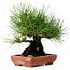 Pinus thunbergii, 21 cm, ± 25 jaar oud, met een nebari van 11 cm.