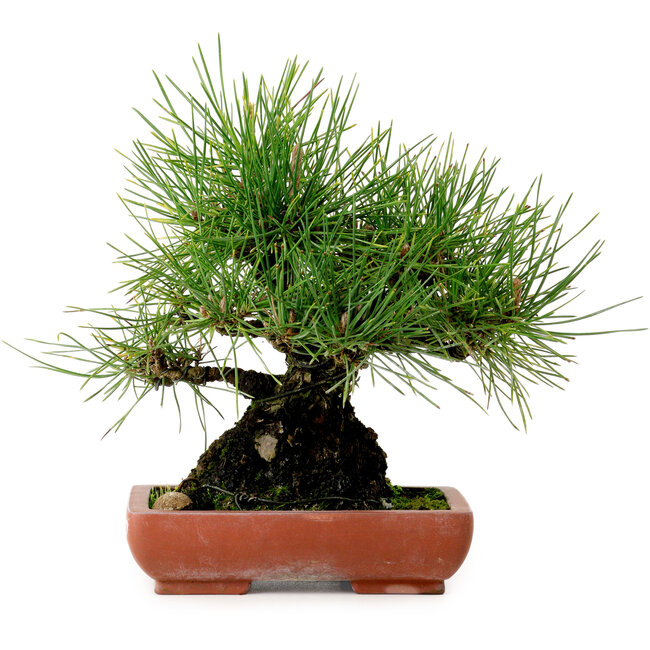 Pinus thunbergii, 21 cm, ± 25 años, con un nebari de 11 cm.