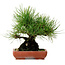 Pinus thunbergii, 21 cm, ± 25 años, con un nebari de 11 cm.
