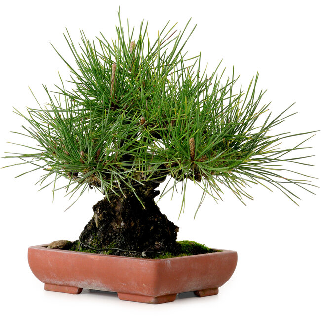 Pinus thunbergii, 21 cm, ± 25 jaar oud, met een nebari van 11 cm.