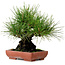 Pinus thunbergii, 21 cm, ca. 25 Jahre alt, mit einem Wurzelhals von 11 cm