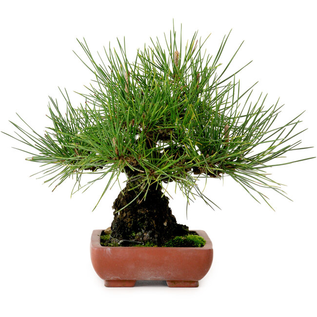 Pinus thunbergii, 21 cm, ca. 25 Jahre alt, mit einem Wurzelhals von 11 cm