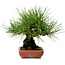 Pinus thunbergii, 21 cm, ± 25 jaar oud, met een nebari van 11 cm.