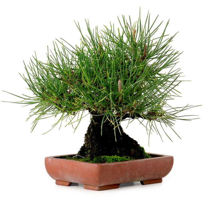 Pinus thunbergii, 21 cm, ± 25 jaar oud, met een nebari van 11 cm.