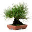 Pinus thunbergii, 21 cm, ± 25 jaar oud, met een nebari van 11 cm.