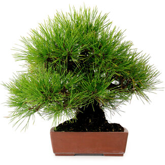 Pinus thunbergii, 31 cm, ± 25 años de edad