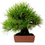 Pinus thunbergii, 31 cm, ± 25 años, con un nebari de 10 cm.