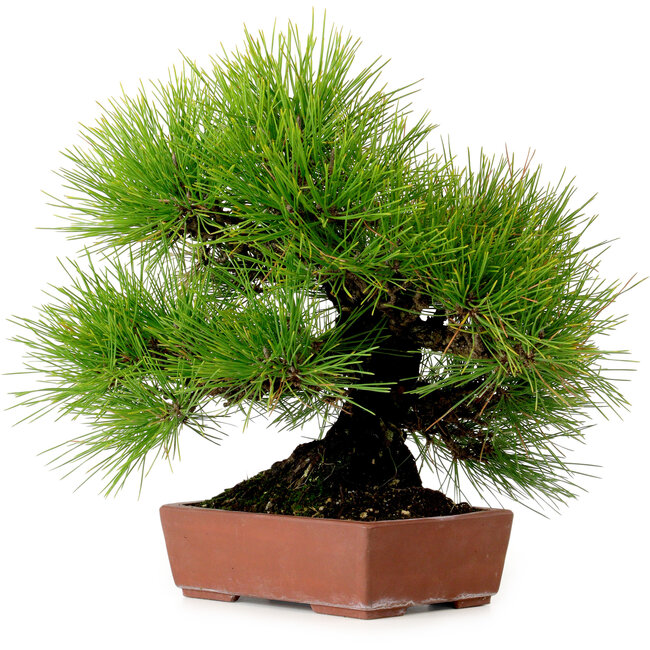 Pinus thunbergii, 31 cm, ± 25 years old, with a nebari of 10 cm
