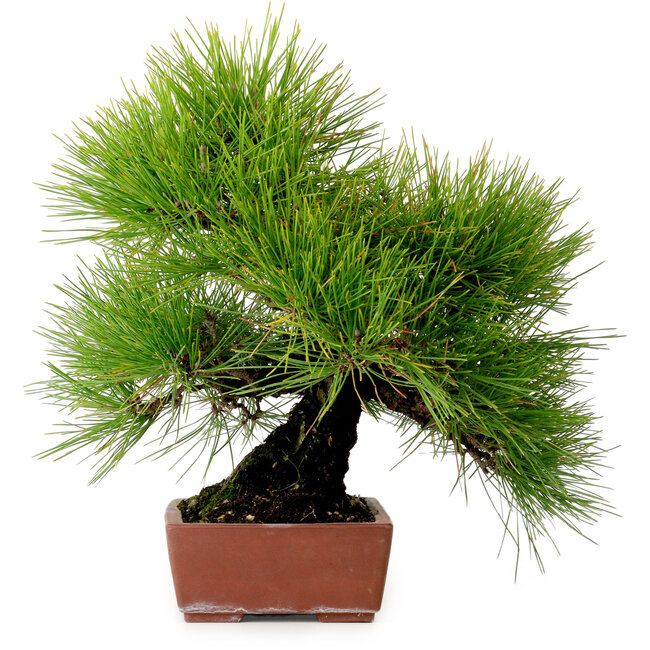 Pinus thunbergii, 31 cm, ± 25 jaar oud, met een nebari van 10 cm.