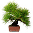 Pinus thunbergii, 31 cm, ± 25 anni, con nebari di 10 cm