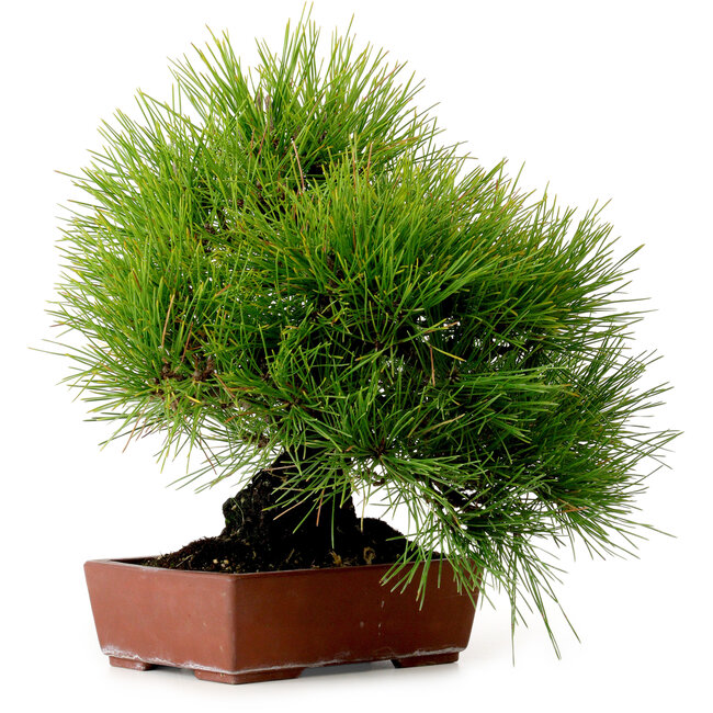 Pinus thunbergii, 31 cm, ± 25 years old, with a nebari of 10 cm