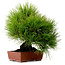 Pinus thunbergii, 31 cm, ca. 25 Jahre alt, mit einem Wurzelhals von 10 cm