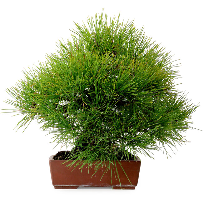Pinus thunbergii, 31 cm, ± 25 anni, con nebari di 10 cm