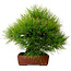 Pinus thunbergii, 31 cm, ± 25 anni, con nebari di 10 cm