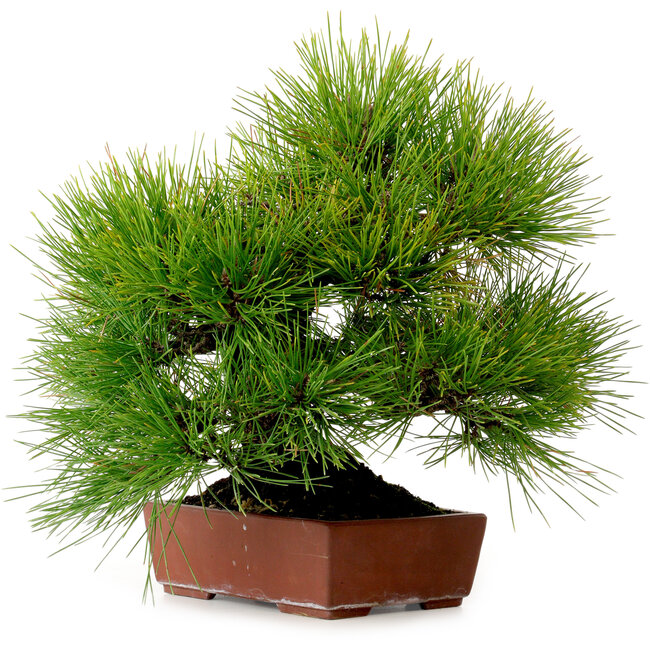 Pinus thunbergii, 31 cm, ± 25 años, con un nebari de 10 cm.