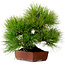 Pinus thunbergii, 31 cm, ± 25 jaar oud, met een nebari van 10 cm.