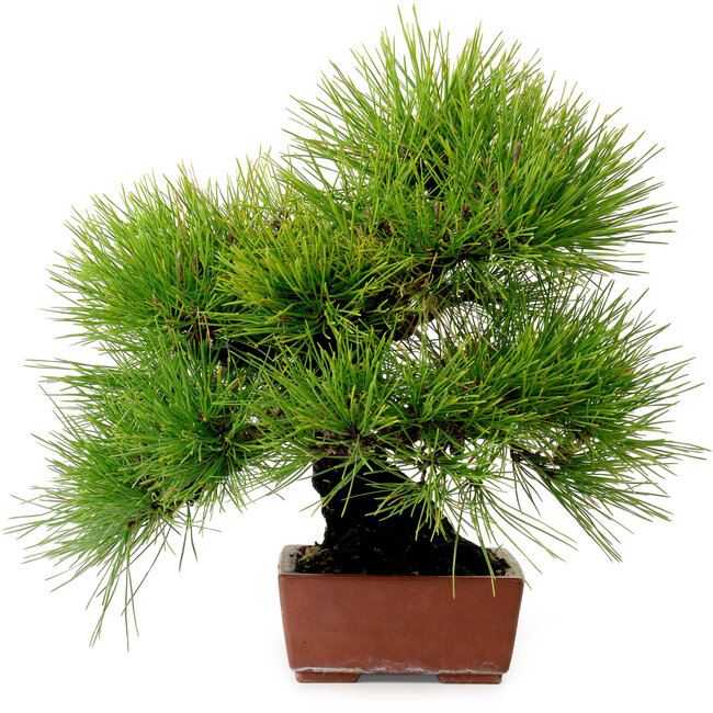 Pinus thunbergii, 31 cm, ± 25 años, con un nebari de 10 cm.