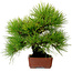 Pinus thunbergii, 31 cm, ± 25 jaar oud, met een nebari van 10 cm.