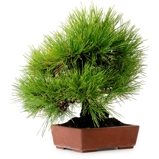 Pinus thunbergii, 31 cm, ± 25 jaar oud, met een nebari van 10 cm.