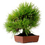 Pinus thunbergii, 31 cm, ± 25 jaar oud, met een nebari van 10 cm.