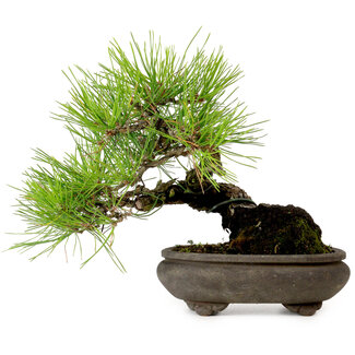 Pinus thunbergii, 19 cm, ± 20 Jahre alt