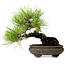 Pinus thunbergii, 19 cm, ± 20 años de edad, con un nebari de 8 cm.