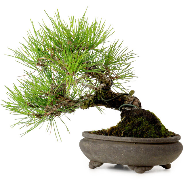 Pinus thunbergii, 19 cm, ± 20 años de edad, con un nebari de 8 cm.