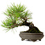 Pinus thunbergii, 19 cm, ± 20 jaar oud, met een nebari van 8 cm.