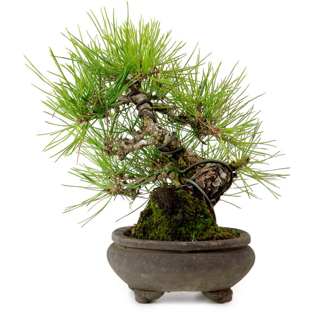 Pinus thunbergii, 19 cm, ± 20 jaar oud, met een nebari van 8 cm.