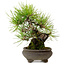 Pinus thunbergii, 19 cm, ± 20 ans, avec un nebari de 8 cm