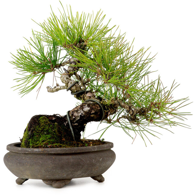 Pinus thunbergii, 19 cm, ± 20 jaar oud, met een nebari van 8 cm.