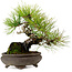 Pinus thunbergii, 19 cm, ± 20 jaar oud, met een nebari van 8 cm.