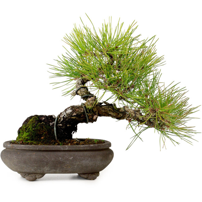 Pinus thunbergii, 19 cm, ± 20 jaar oud, met een nebari van 8 cm.