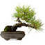 Pinus thunbergii, 19 cm, ± 20 años de edad, con un nebari de 8 cm.