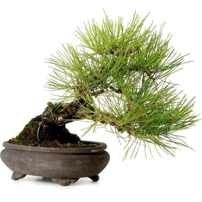 Pinus thunbergii, 19 cm, ca. 20 Jahre alt, mit einem Wurzelhals von 8 cm
