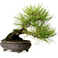 Pinus thunbergii, 19 cm, ± 20 jaar oud, met een nebari van 8 cm.