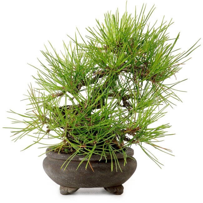 Pinus thunbergii, 19 cm, ca. 20 Jahre alt, mit einem Wurzelhals von 8 cm