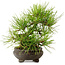 Pinus thunbergii, 19 cm, ± 20 años de edad, con un nebari de 8 cm.