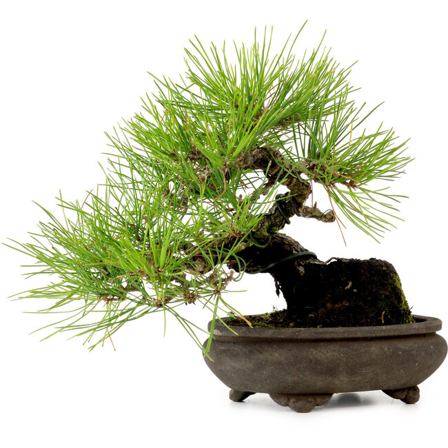 Pinus thunbergii, 19 cm, ± 20 jaar oud, met een nebari van 8 cm.