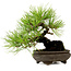 Pinus thunbergii, 19 cm, ± 20 jaar oud, met een nebari van 8 cm.